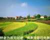 手机随拍10